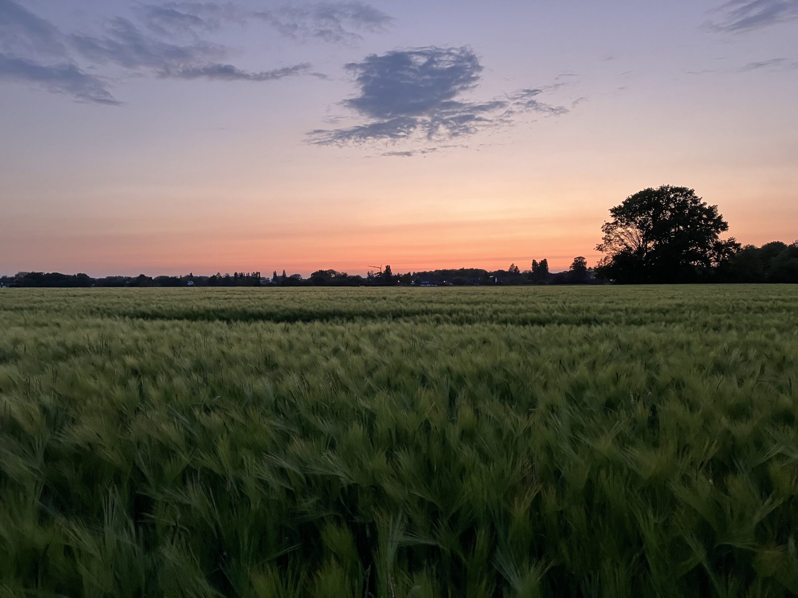 Panorama Sunset Feld-Aktuelles